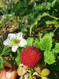 Image result for Rubus