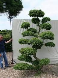 Etagenaufbau und grundgestaltung einer senkrechten form mit späteren polstern. Ulmus Minor Jacqueline Hillier H 280 Cm B 200 Cm Garten Bonsai 101227 Gunstig Kaufen