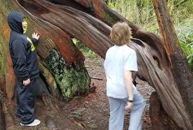 Check spelling or type a new query. Thrifty Thurston Explores The Mclane Creek Nature Trail Thurstontalk