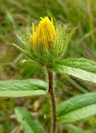 Image result for Pentanema