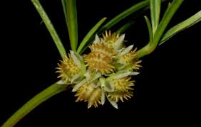 Image result for Habenaria nyikana