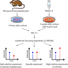 We did not find results for: Comparative Proteomic Phenotyping Of Cell Lines And Primary Cells To Assess Preservation Of Cell Type Specific Functions Molecular Cellular Proteomics