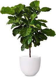 Amazon Com Omysa Large Plant Pot 15 Inch Fiberstone Indoor Outdoor Planter Pots With Drainage Matte W Trees To Plant Large Plant Pots Container Flowers