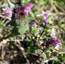All varieties have been preserved to ensure they will not wilt in the same way living plants would. Is Your Oklahoma Lawn Purple