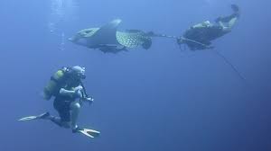 Få 15.000 endnu en eagle ray in the maldives stockvideo på 29.97 fps. Very Rare Ornate Eagle Ray Imgur