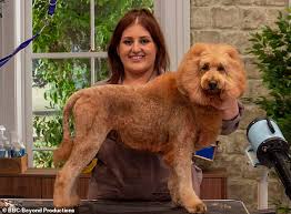 This pooch perfect promo features dogs in hats so you're going to want to watch it 12 march 2021 | e! Poodles Are Transformed Into A Pony Camel Lion And Gorilla For Bbc Reality Tv Dog Show Duk News