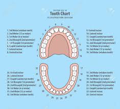 tooth chart with number illustration vector on blue background