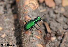 Image result for Reseda Green 1949 Beetle