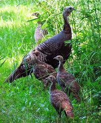 Wild Birds That Look Like Turkeys 3 Lessons Turkeys Can Teach Us About Life Wild Turkey Wild Birds Bird