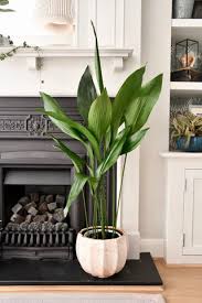 Image result for Aspidistra