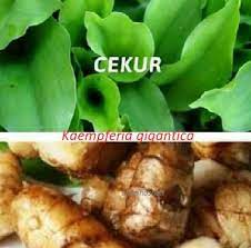 Nama lain kencur adalah cekur dari malaysia, pro hom dari thailand. Anim Agro Technology Fakta Tentang Cekur