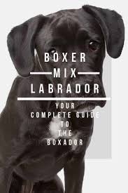 Boxer Lab Mix A Complete Guide To The Bouncy Boxador