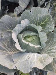 Image result for hlávková kapusta