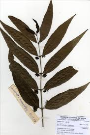 Image result for Polysphaeria