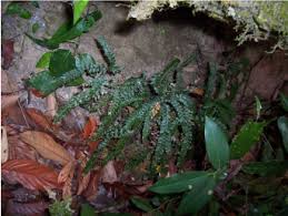 Image result for Adiantum hispidulum