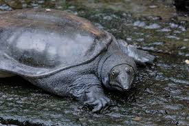 Видео albino chinese softshell turtle канала kamp kenan. Where Can I Buy A Softshell Turtle The Turtle Hub