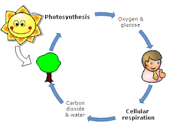 What Is The Purpose Of Cellular Respiration Video Lesson Transcript Study Com