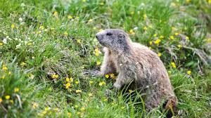 In der amerikanischen kleinstadt punxsutawney wird auf diese weise seit 114 jahren das ende des winters. Sponsored Post Entdecke Deine Schweiz Und Ewig Grusst Das Murmeltier
