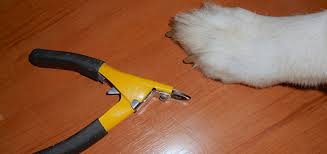 Nov 12, 2020 · here are the steps to follow to properly trim your dog's nails: Counterconditioning For Toenail Trim Aggression Dr Sophia Yin