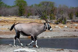 Mammals that dwell in or migrate to any nation or region found on the african continent. Oryx Wikipedia