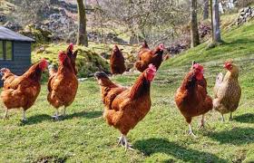 Tokeo la picha la kuku aina ya sasso