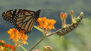 We did not find results for: Monarch Migration Set To Begin With Population On The Rise Centre Daily Times