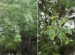 Image result for Lannea discolor