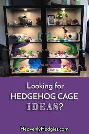 What Kind Of Cage Does A Hedgehog Need Hedgehog House Hedgehog Cage Hedgehog Pet Cage