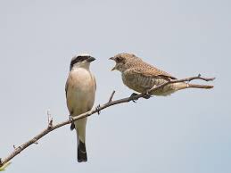 الصرد أحمر الظهر او طائر الدقناش الأكحل معلومات شاملة طيور العرب animals red bird