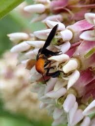 Image result for Terminalia trichopoda