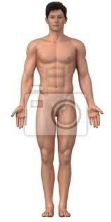 Nagi Mezczyzna W Pozycji Anatomicznej Izolowanych Fototapeta Fototapety Kolano Stop Anatomia Myloview Pl