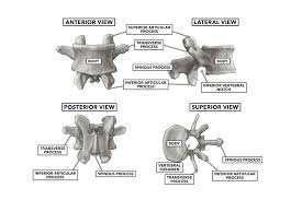 The fishbone diagram is a very simple tool that permits effective and quick root causes in the pursuit of corrective actions. Crossfit Basic Structure Of The Vertebrae