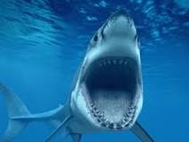 Image result