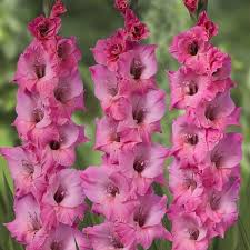 Image result for Gladiolus mosambicensis