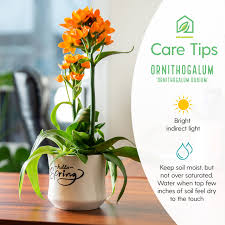 Image result for Ornithogalum