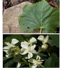 Image result for Dombeya acutangula