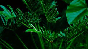 Plant Widescreen 16 9 Wallpapers Hd Desktop Backgrounds 2560x1440 Images And Pictures Tons of awesome plain green wallpapers to download for free.