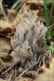 Image result for Clavulina cinerea