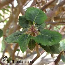 Image result for Commiphora