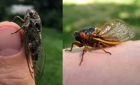 100+ vectors, stock photos & psd files. Cicada Mania In Wisconsin Not Til 2024 Insect Diagnostic Lab
