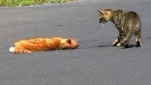 Kedi Ezmenin Oldurmenin Gunahi Ve Kefareti