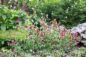 Image result for Odontonema callistachyum