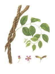 Torres Vine Drawing Ayahuasca Plant Psychedelic Artwork