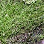 Image result for Eleocharis retroflexa