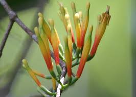 Image result for Dictyophleba