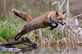 Pin By Mel Griffin On Foxy Foxes Pet Fox Fox Fox Artwork