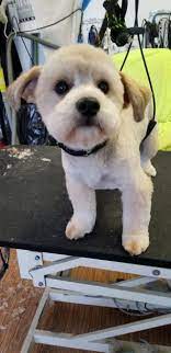 If your pet is young and new to the grooming process we invite you to bring s/he into the store and let him/her spend a few hours getting to know us and familiarising itself with the environment if your pet is too nervous or had a bad experience in the process of grooming, we also offer an exclusive service. All Pets Grooming In Manchester Mi Home Facebook