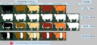 Saarbrücker jungbulle hält polizei und feuerwehr auf trab Galloway Rind Wikipedia