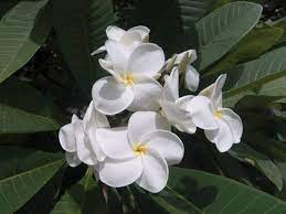 Samoan Fluff With Images Plumeria Sympathy Flowers Plumeria Flowers