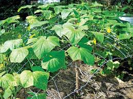 However, with new information about plastic safety, you may be worried about chemicals leaching into your food. Prevent Foodborne Illness With Safe Gardening Methods Backwoods Home Magazine